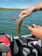 carousel chooser